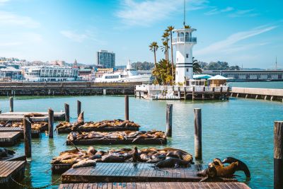 San Francisco's sea lions - Science Wanders