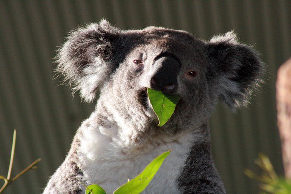 Koala Spotted on an Australia Educational Tour