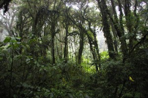 Cost Rica Rain Forest 