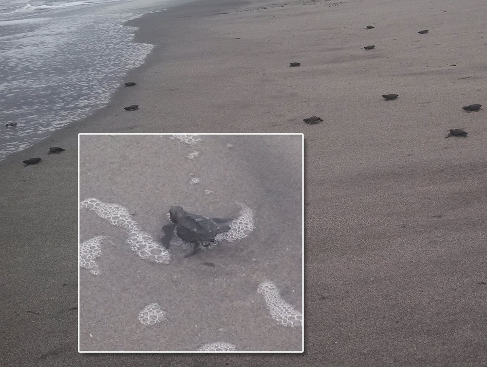 Baby leatherback sea turtles hatch on the Salvadoran shores and crawl into the Pacific Ocean for the first time